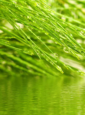 image of fir branches above the water closeupの写真素材