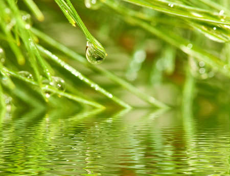 image of fir branches above the water closeupの写真素材