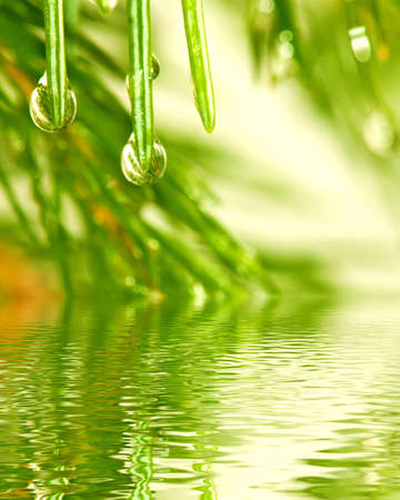 image of fir branches above the water closeupの写真素材