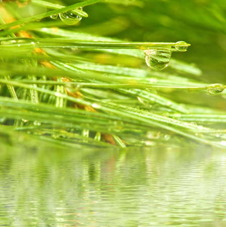 image of fir branches above the water closeupの写真素材