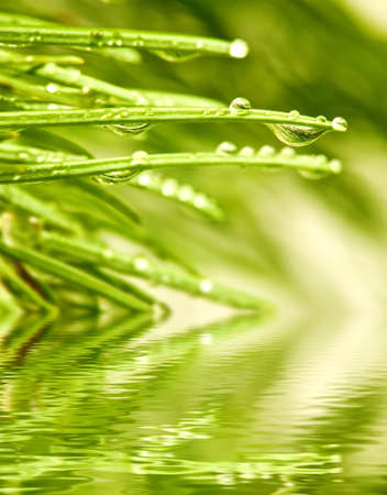 image of fir branches above the water closeupの写真素材