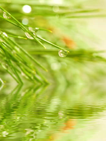 image of fir branches above the water closeupの写真素材