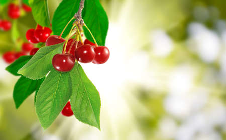 image of branch with cherries on a green background closeupの写真素材