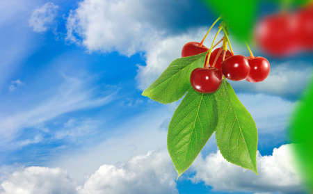 image of branch with cherries closeupの写真素材