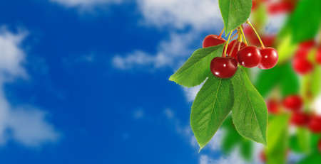 image of branch with cherries closeupの写真素材