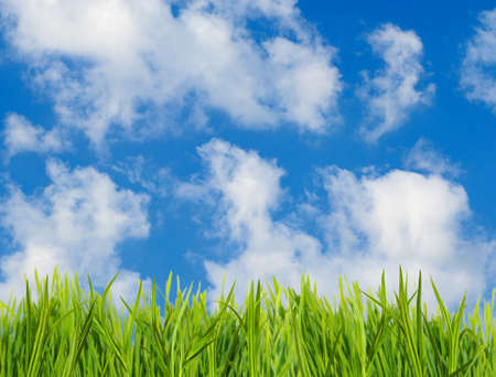 image of grass on sky background close-upの写真素材