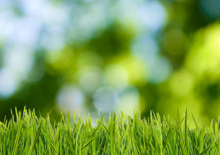 image of grass on green background close-upの写真素材