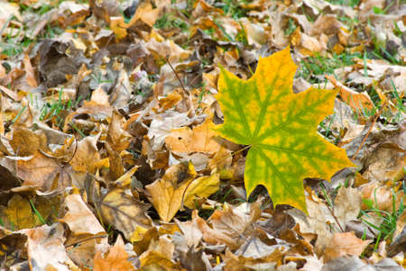 image of autumn leaf in the forest closeupの写真素材
