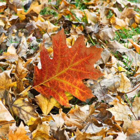 image of autumn leaf in the forest closeupの写真素材