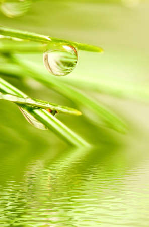 image of fir branches above the water closeupの写真素材