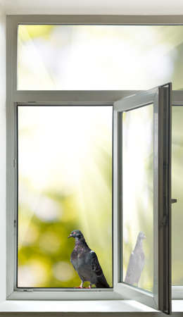 dove on open window background close-upの写真素材