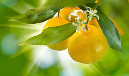 image of ripe orange on a green backgroundの写真素材