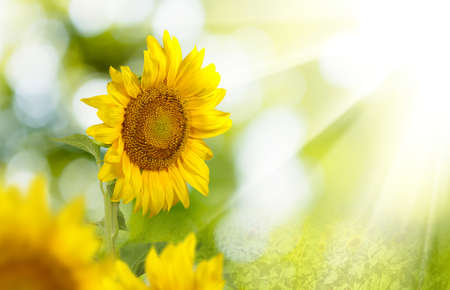 image of beautiful sunflowers close-upの写真素材