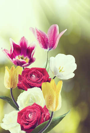 image of beautiful flowers closeupの写真素材