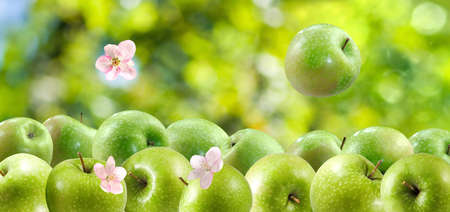 image of green apples closeupの写真素材