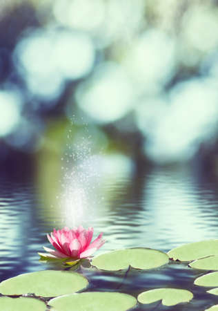 image of  lotus flower on the waterの写真素材