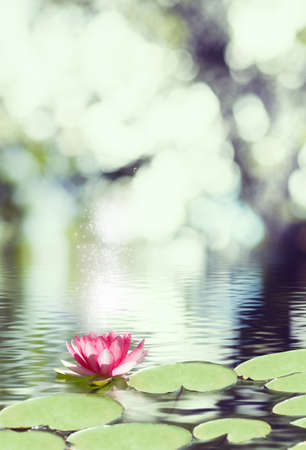image of lotus flower on the waterの写真素材