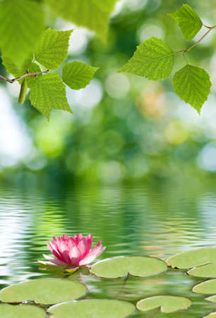 image of lotus flower on the waterの写真素材