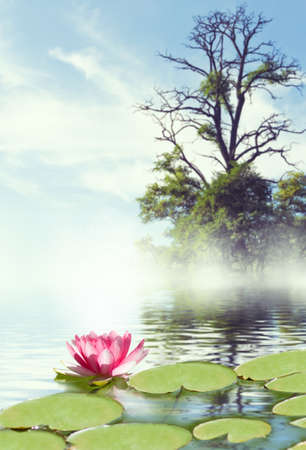 image of lotus flower on the waterの写真素材