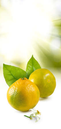 isolated image of orange closeupの写真素材