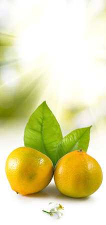 isolated image of orange closeupの写真素材