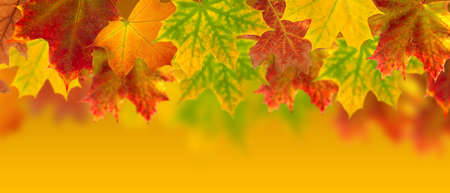 image of dry autumn leaves close upの写真素材