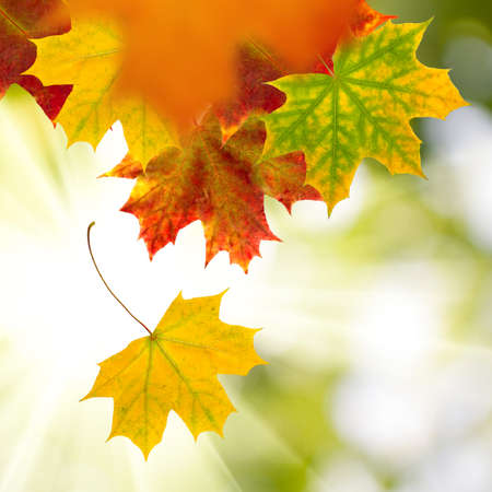 image of dry autumn leaves close upの写真素材