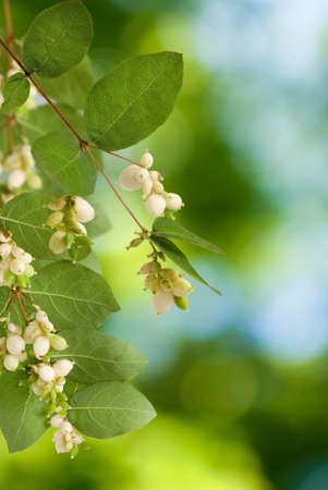 Image of white berries on tree close-upの写真素材