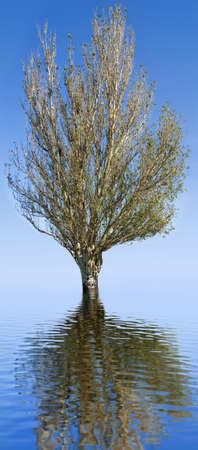 image of  tree water background closeupの写真素材