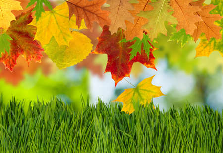 image of dry autumn leaves closeupの写真素材