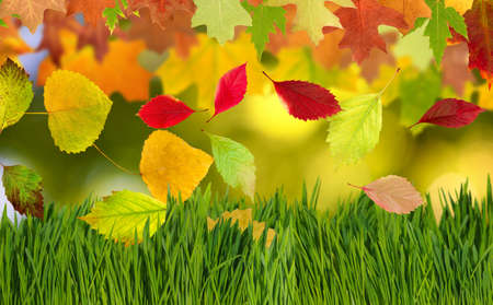 image of dry autumn leaves closeup