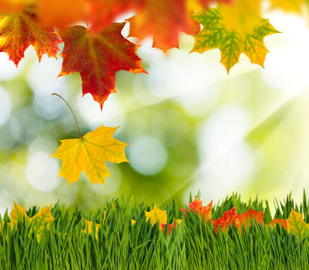 image of dry autumn leaves closeupの写真素材