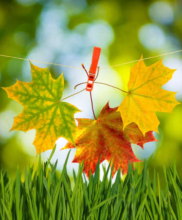 image of dry autumn leaves closeupの写真素材