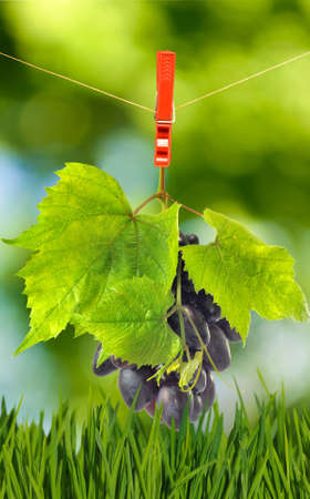 image of grapes on blurred green backgroundの写真素材