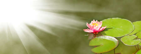 image of  lotus flower on the waterの写真素材