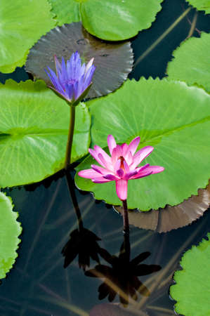 image of  lotus flower on the waterの写真素材