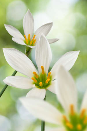 image of beautiful white flower on green background closeupの写真素材