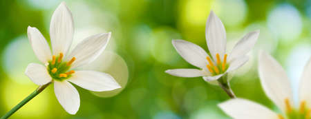 image of beautiful white flower on green background close-upの写真素材