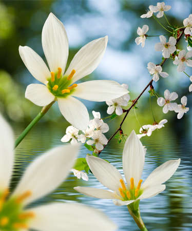 image of beautiful white flower on water background closeupの写真素材