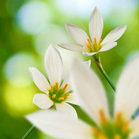 image of beautiful white flower on green background close-upの写真素材