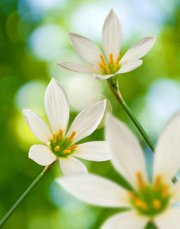 image of beautiful white flower on green background close-upの写真素材