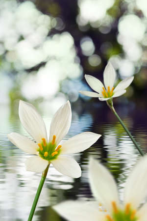 image of beautiful white flower on water background closeupの写真素材