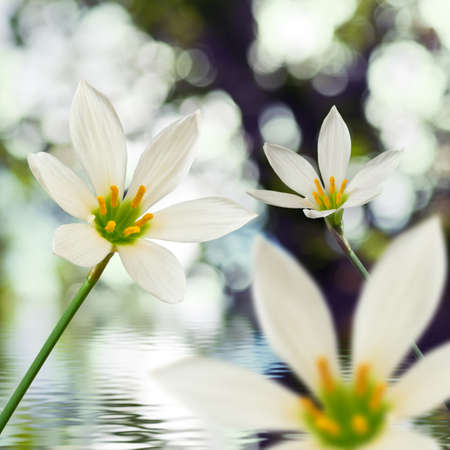 image of beautiful white flower on water background close-upの写真素材