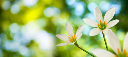 image of beautiful white flower on green background close-upの写真素材