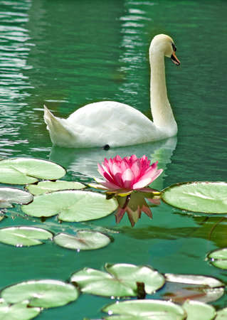 image of swans and lotus on the water close-upの写真素材