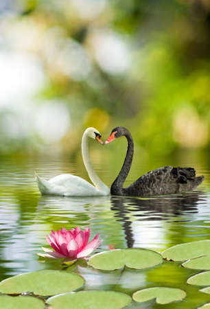 image of two swans in park closeupの写真素材