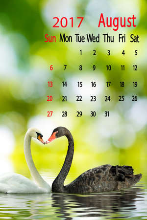 Image of two swans on a lake, Calendar for August 2016の写真素材