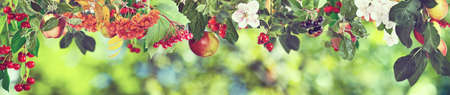 Image of sweet apples and cherries on a tree,
Ripe apples and cherries on a branch in the garden close-up,
Beautiful, delicious apples and cherries on a branch on a green backgroundの写真素材