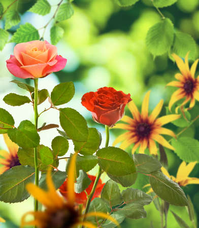 Beautiful flowers on a green background.
Many beautiful flowers roses in the garden of flowers 
on blurred green background.の写真素材
