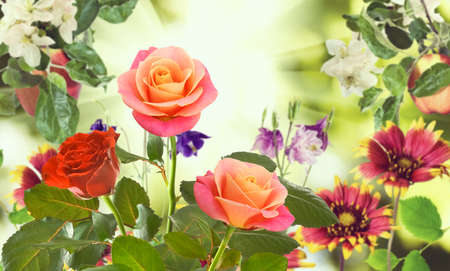 Beautiful flowers on a green background.
Many beautiful flowers roses in the garden of flowers 
on blurred green background.の写真素材